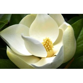 Buy Rare Seeds Magnolia grandiflora | Southern Magnolias | Bull Bay | 10_Seeds