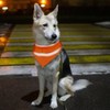 Reflective Dog Bandana, Triangle Dog Bandana, Bib, Adjustable Pet Scarf