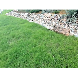 Fresh Seeds -1OZ=15,000 Buffalo Grass Seed Native Prairie Sedge Low Maintenance Drought Turf , (JT) for Gardening and Planting