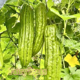 Fairy7Seas Green Skin Long Bitter Gourd Seeds, Ku Gua,Foo Qua, Asian Bitter Melon - 10 Seeds