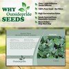 Outsidepride 25 Seeds Oyster Plant Leaf Seeds for Planting Indoors