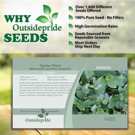 Outsidepride 25 Seeds Oyster Plant Leaf Seeds for Planting Indoors or Outdoors