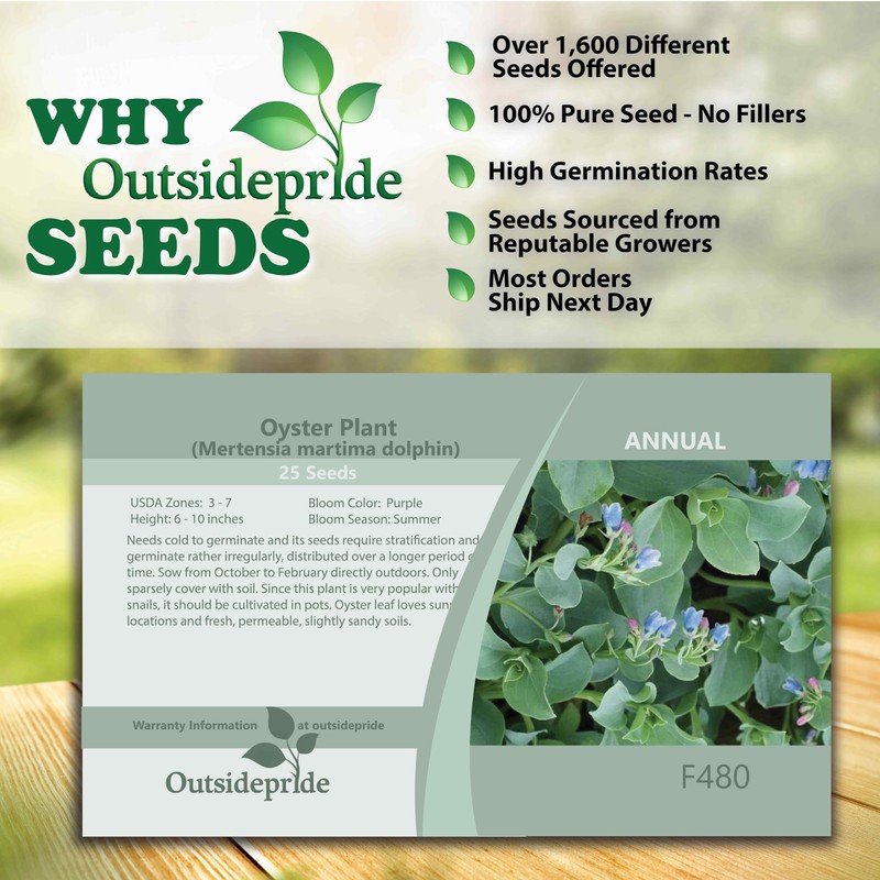 Outsidepride 25 Seeds Oyster Plant Leaf Seeds for Planting Indoors