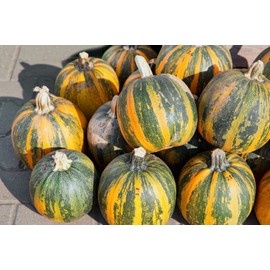 Kakai Pumpkin Hulless Seeds for Planting Packet