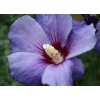 Tree Purple Althea (Rose of Sharon) Shrub - Live Plant