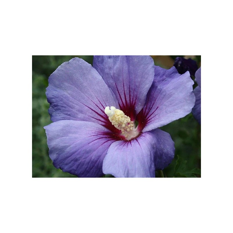 Tree Purple Althea (Rose of Sharon) Shrub - Live Plant