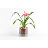 Orchitop Scoop M-Set Orchid Pot with Saucer for All Orchids