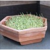White Chia Sprouting 4.5 Lb ~1,368,000 Seeds – Certified Organic,