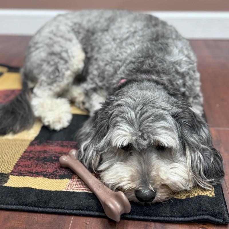 SPOT Bam-Bones Bone - Made with Strong Bamboo Fiber, Durable