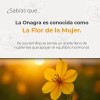 Aceite De Onagra (prímula) Femenino | 120 Softgels | Maklen