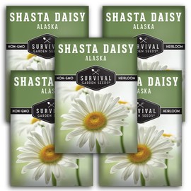Shasta Daisy Seed for Gardening - 5 Packets with Instructions to Plant & Grow Beautiful White Perennial Flowers in Your Home Flower Garden - Non-GMO Heirloom Variety - Survival Garden Seeds