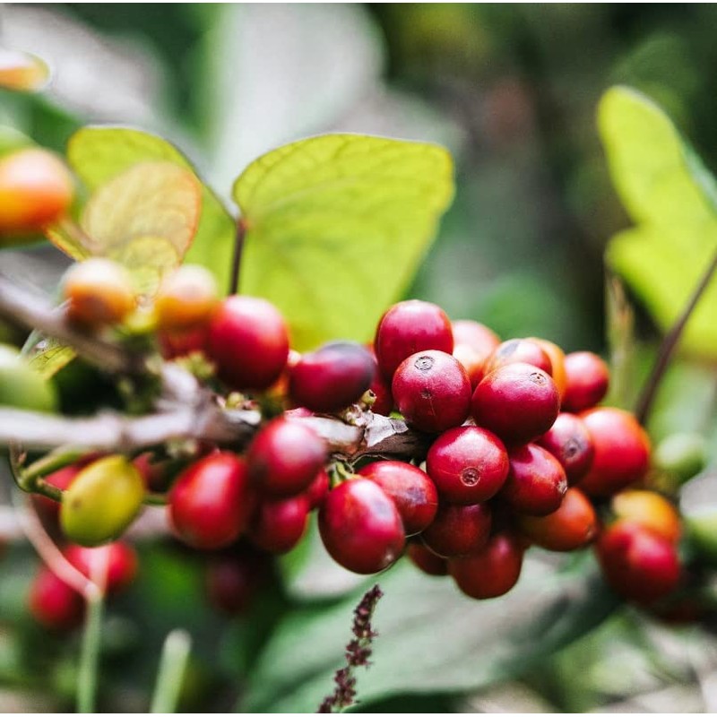 Gustos Coffee Premium Selection | Puerto Rican High End Medium