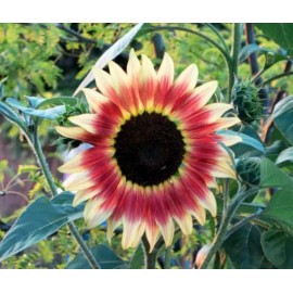 20 Gypsy Charmer Sunflower Seeds/ Triple Color Explosion