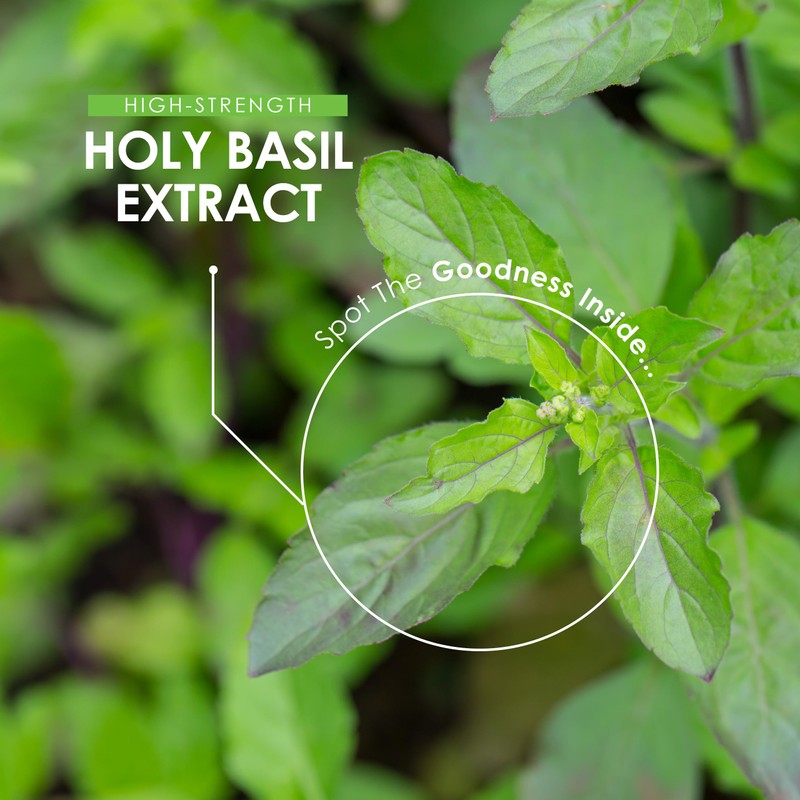 Holy Basil Extract 7500mg – 90 Vegan Capsules – High