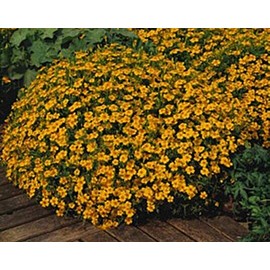 Marigold Seeds - French Signet Tangerine Gem Seed
