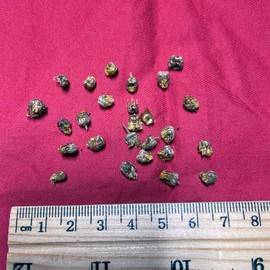 XYP Yejuhua Ye Ju Hua Flos Chrysanthemi Indici Wild Chrysanthemum 野菊花 100Gram