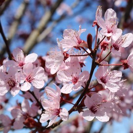 Prunus Cerasifera Seeds Cherry Plum Ornamental Edible Fruit Used in Jams, Jellies Garden Borders Outdoor 5Pcs Flower Seeds by YEGAOL Garden