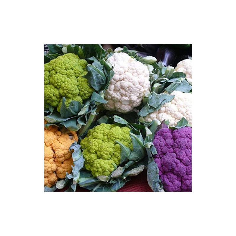 NIKA SEEDS - Seeds Vegetable Cauliflower Cabbage Mix - 200