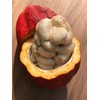 New and Healthy Red Theobroma Cacao Cocoa Chocolate Tropical Fruit