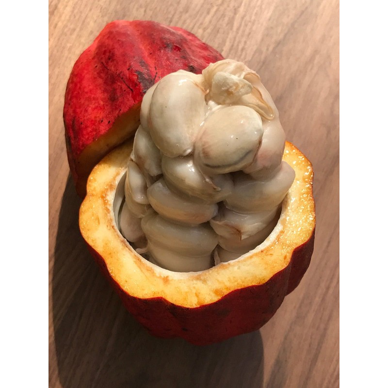 New and Healthy Red Theobroma Cacao Cocoa Chocolate Tropical Fruit