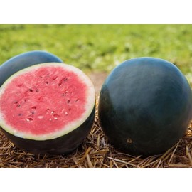 45 Watermelon Seeds - Giant - Black Diamond Heirloom - Non-GMO - Always Fresh Seeds!