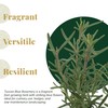 6 Tuscan Blue Rosemary, Live Plants – Rosmarinus Officinalis –