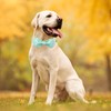 Unique style paws Summer Dog Collar with Bow Tie, Green,