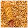 Everwilde Farms - 1 Lb Reid's Yellow Dent Open Pollinated