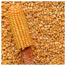 Everwilde Farms - 1 Lb Reid's Yellow Dent Open Pollinated Corn Seeds - Gold Vault