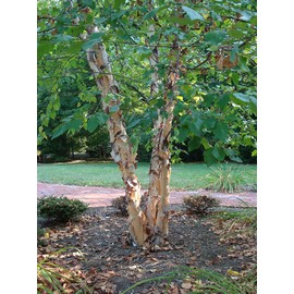 River Birch Tree - Live Plant Shipped 2 to 3 Feet Tall by DAS Farms