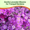Outsidepride Lavender Fairy Primrose Seeds - 2000 Pcs Perennial, Hardy,
