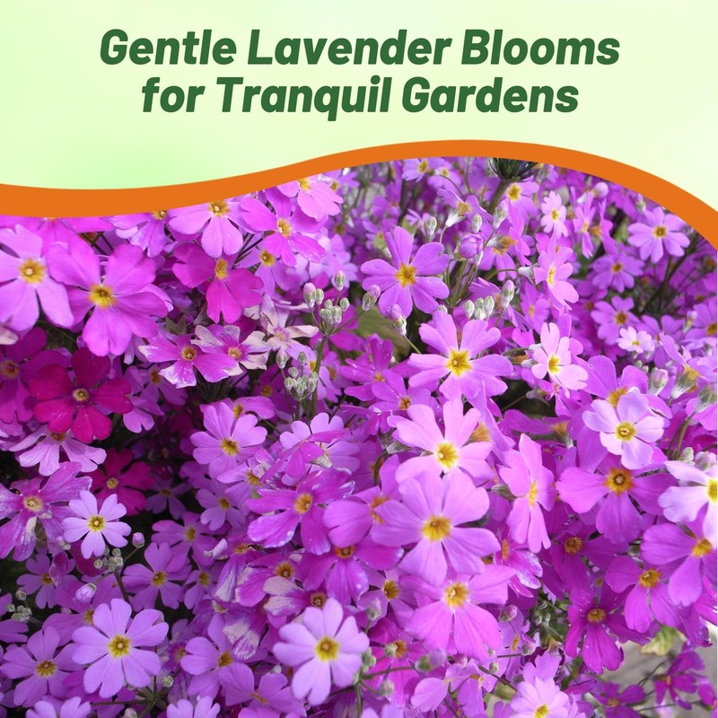 Outsidepride Lavender Fairy Primrose Seeds - 2000 Pcs Perennial, Hardy,
