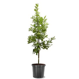 Generic Northern Red Oak Tree, Vibrant Foliage, Deciduous, Tall, Acorn Producing, 5 gal, Nursery Pot, Green