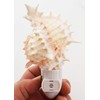 Seashell Night Light Real Pink Murex Shell Beach Decor w.