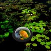 Yardwe Dome for Watching Pond Fish, Acrylic Dome Plastic Hemisphere
