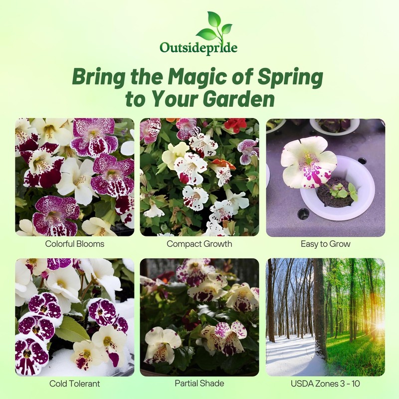 Outsidepride Spring Mix Mimulus Seeds - 100 Pcs Annual, Compact,