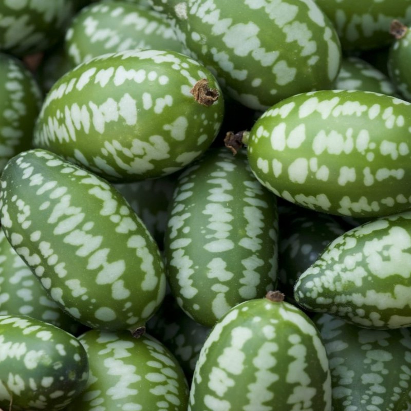 Cucamelon Seeds 35 Seed Pack Mexican Sour Gherkin, Mouse Melon