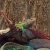 Angoily Cork Bark for Reptiles, Natural Bark for Bearded Lizard