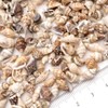 GOLD STONE Seashell Parts, Resin, 10g Shell, Material, Home Time,