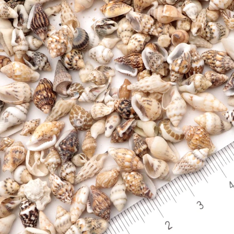 GOLD STONE Seashell Parts, Resin, 10g Shell, Material, Home Time,