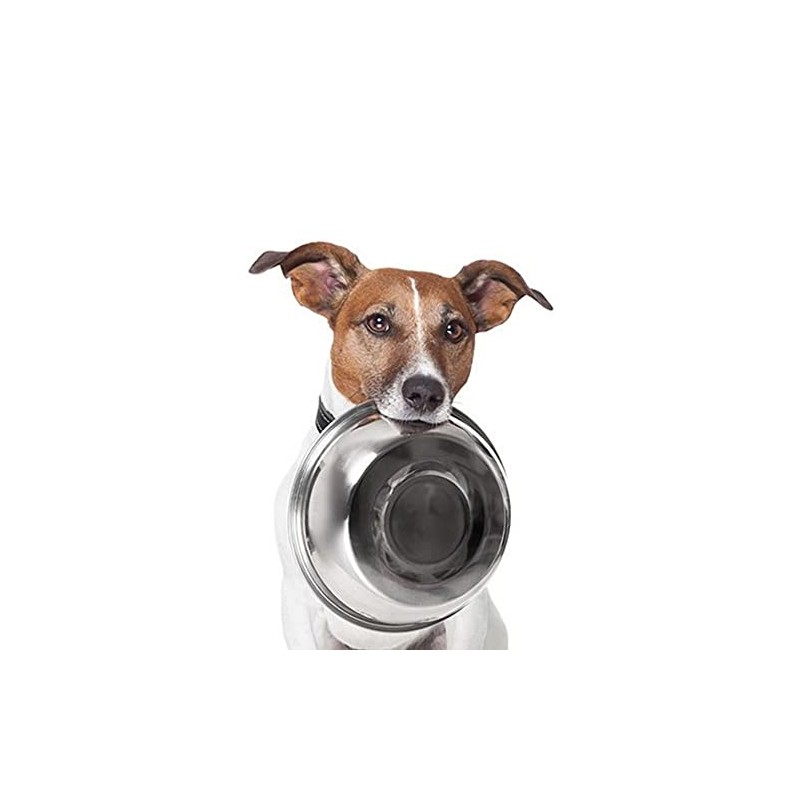 Munch & Crunch Large 19.5cm Stainless Steel Pet Bowl