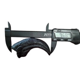 Deinonychus antirrhopus  Killing Claw Fossil Replica-Dinosa