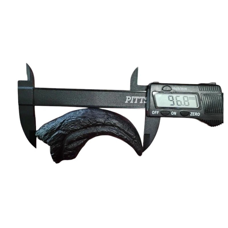 Deinonychus antirrhopus Killing Claw Fossil Replica-Dinosa