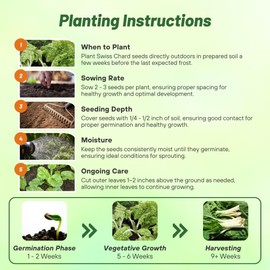 Outsidepride Green Swiss Chard Seeds for Planting Vegetables & Microgreens - 2000 Pcs Vibrant, Tasty & Highly Nutritious Biennial Vegetable Seeds for Garden Beds, Borders, & Containers