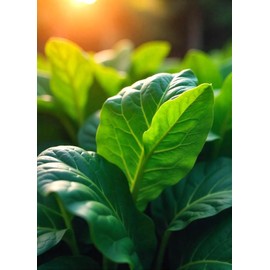 Seeds Giant Spinach 300+ Seeds to Grow Garden Spinach to Plant in Spring or Fall