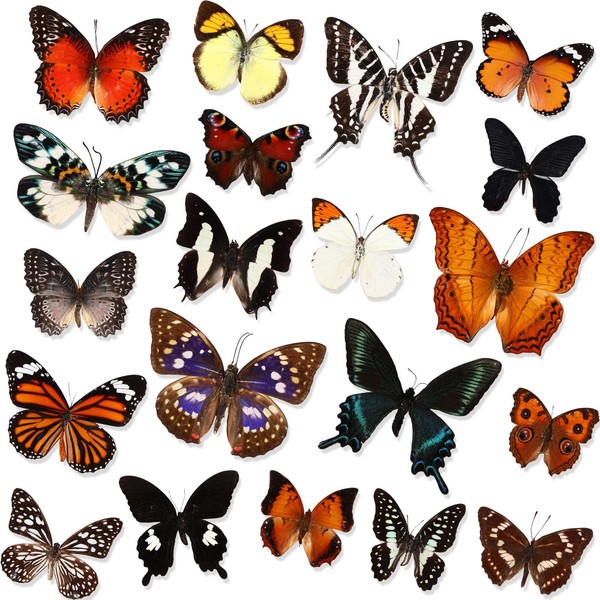 Hoteam 20 Pcs Real Butterfly Specimen Butterfly Taxidermy Artwork Natural