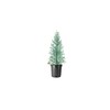 Arizona Blue Ice Cypress | 1 Large Gallon Size Tree