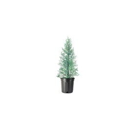 Arizona Blue Ice Cypress | 1 Large Gallon Size Tree | Cupressus Plants | Beautiful Evergreen Low Maintenance Cold Hardy Privacy Screen