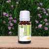 Cloud Bud Cloud Bud Pure Jatamansi Essential Oil 10ml 0.338oz Nardostachys Jatamansi 100% Pure and Natural Therapeutic Grade