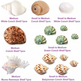 QICQDRAM 15Pcs Natural Hermit Crab Shells Medium Small Turbo Seashells For Aquariums